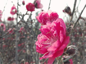 連杜桃花今年“早熟”，去一睹“芳容”