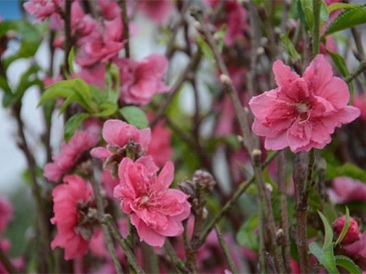 連杜桃花別樣紅，探索發展觀光旅游
