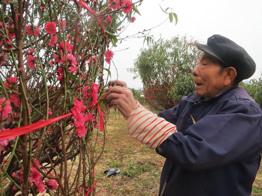 順德網議：連社村也來辦個“桃花節”？