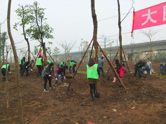 創森沖刺！大良繼續推進綠化工程建設