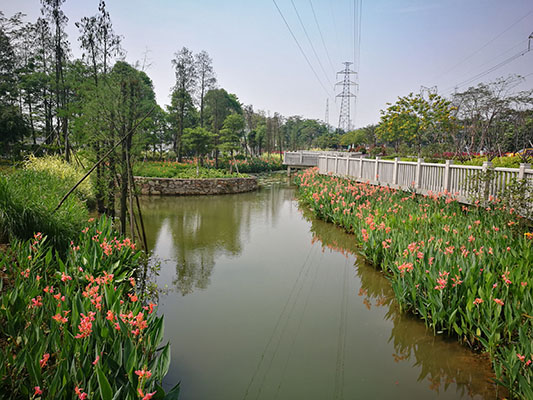 多家媒體聚焦大良，環保工作經驗獲推廣