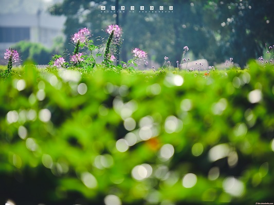 隨手拍，在順德，滿足你的詩和遠方