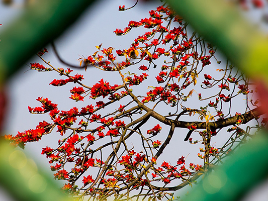 壹周美圖：春至悄然，紅棉怒放，美哉！