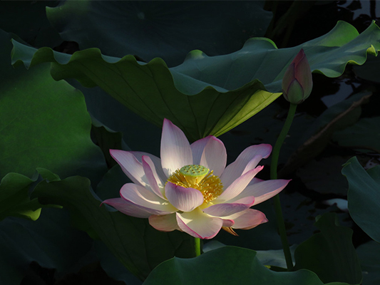 壹周美圖：夏荷亭亭玉立，驚艷炎炎夏日