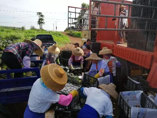 貧困戶菠蘿滯銷？順德總動(dòng)員買超68萬斤