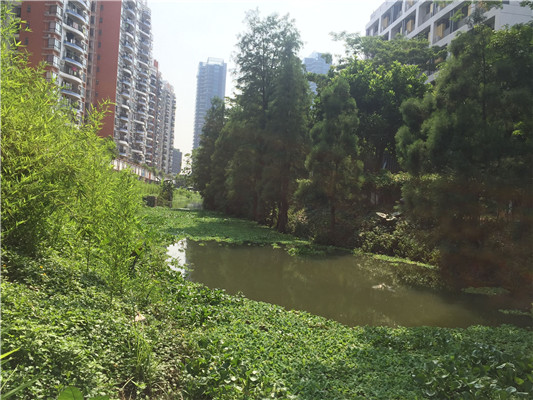 河涌發臭居民困擾，大良找到解決方法