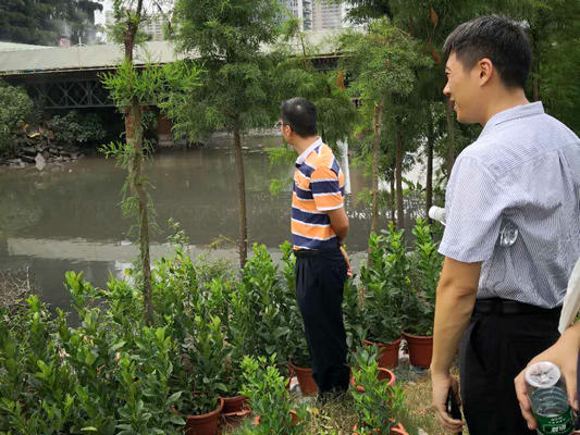 北滘：灰口大涌水質如何？河長去巡河