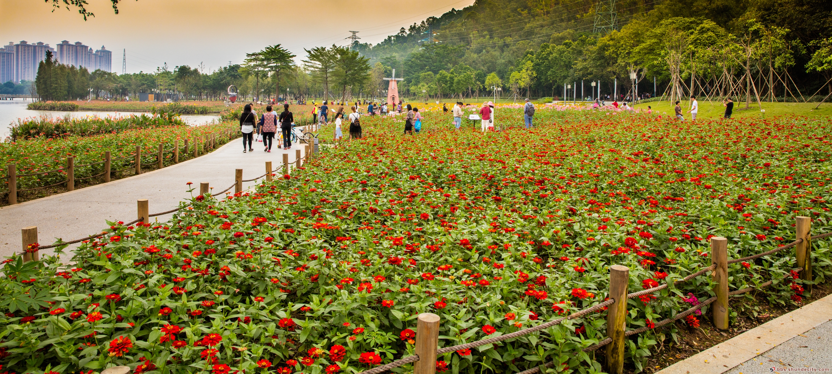 順峰山公園繁花似錦