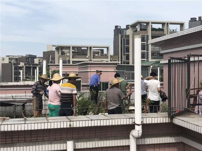 倫教：調研確定方案，整治樓頂違建+種菜頑疾