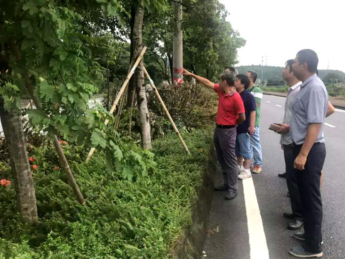 龍江：管養單位交叉巡查，提升綠化水平