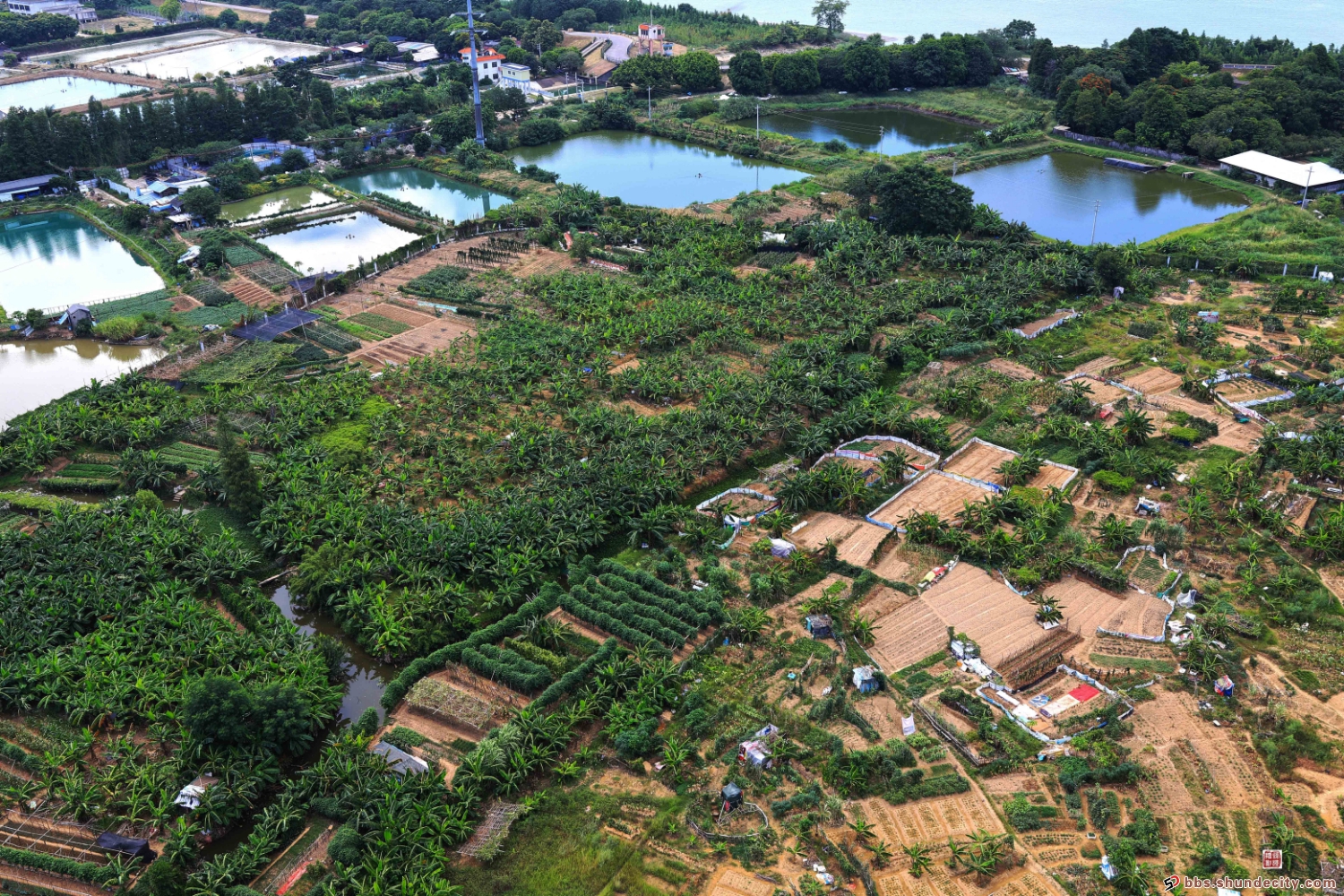 倫教的這片菜地，是城市喧囂下的田園風(fēng)光！