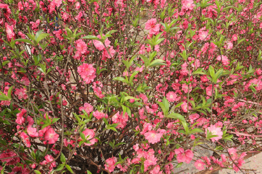 容桂迎春花市正紅火