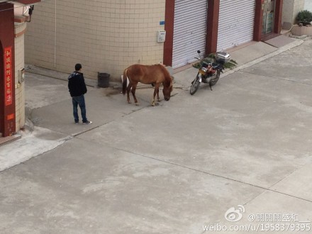 誰家的馬兒走失了？