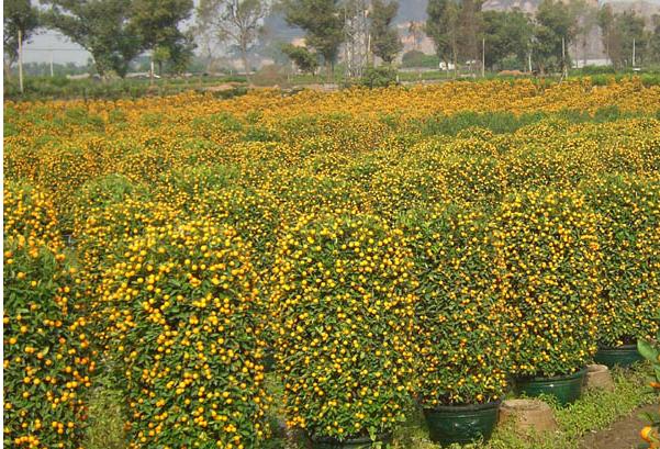 無(wú)害化處理　年花年桔有好去處