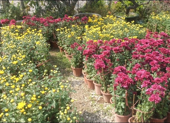 82個收集點，年花年桔有好去處