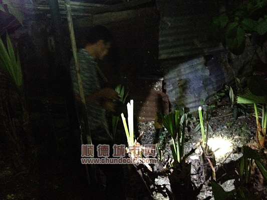 夜間搜捕毒蛇，杏壇醫院教你防治蛇患