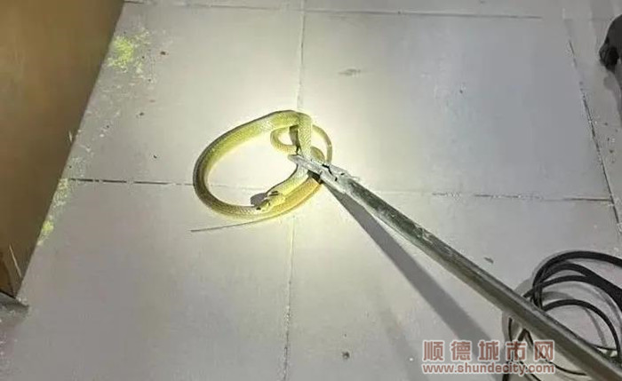 蛇圖片_副本.jpg