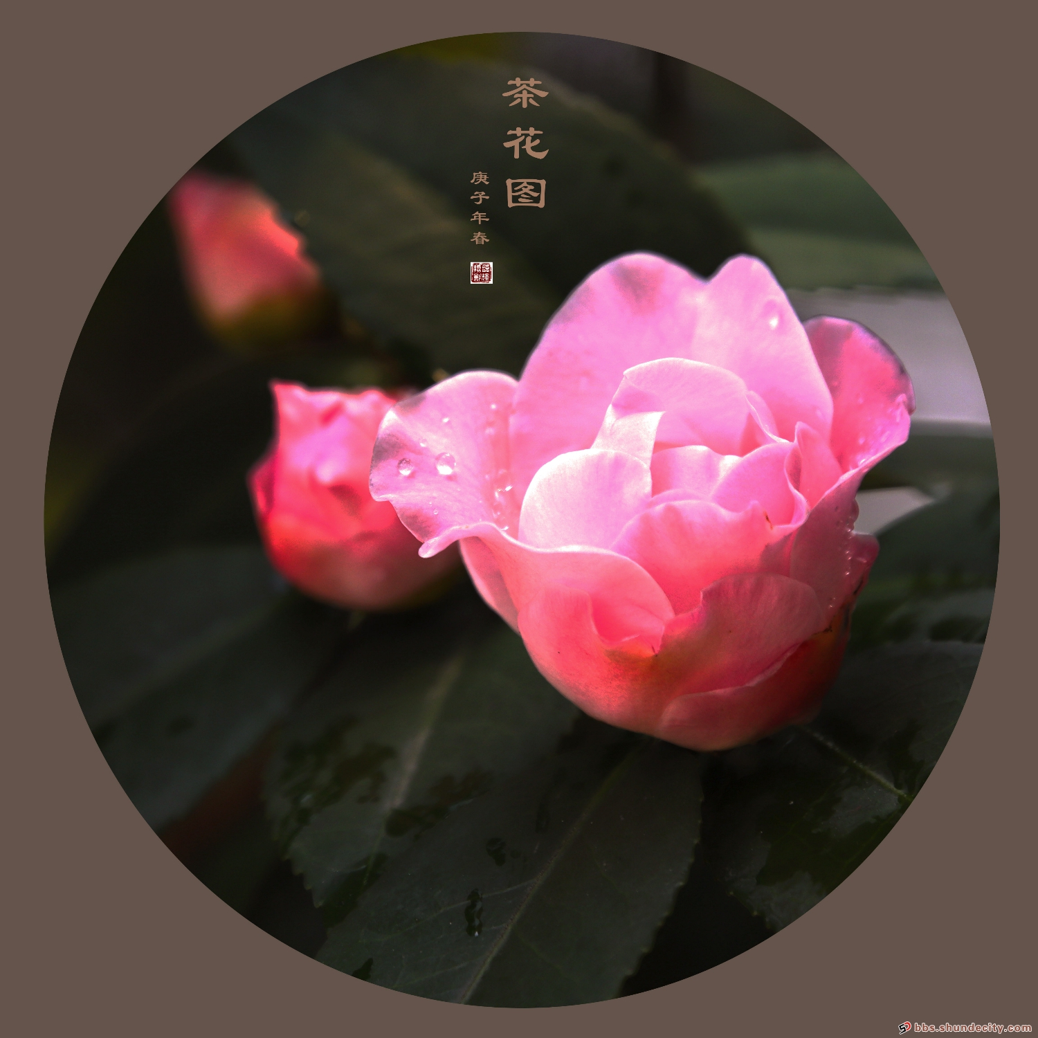陳村花農 | 茶花“癡”吳國恩與蕓香茶花園