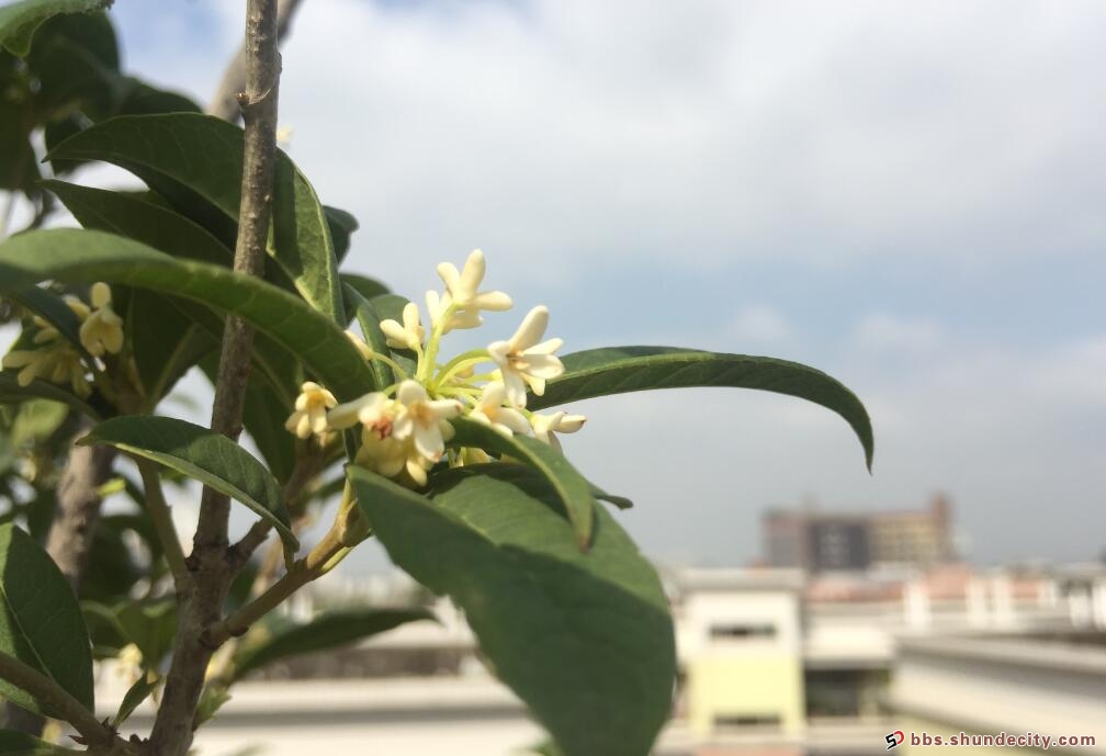 桂花 你說好的幸福.jpg