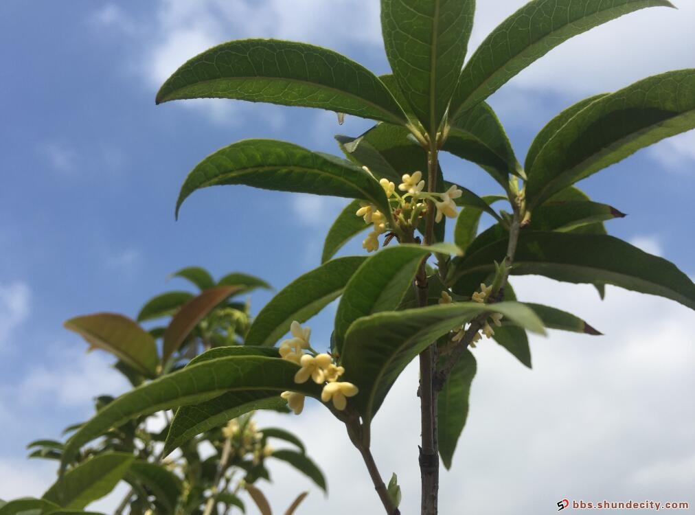 小小的桂花，渾身都是“寶”！