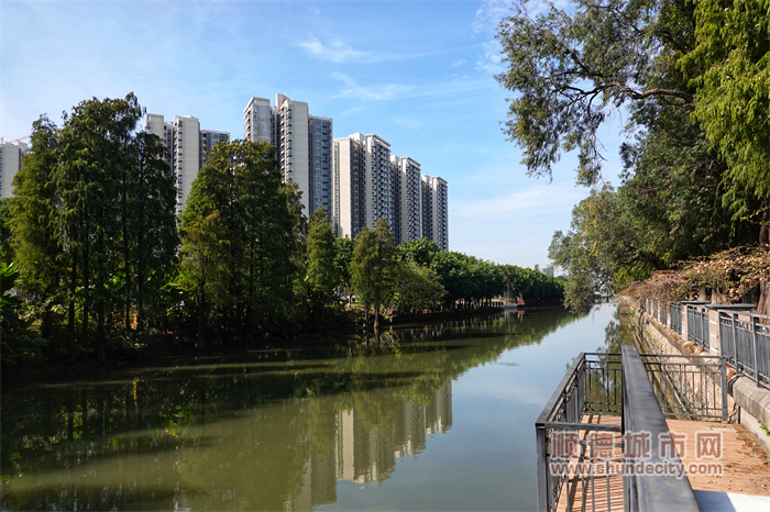 倫教羊大路河涌，碧波蕩漾。（順德城市網攝影俱樂部Suyan攝）.jpg