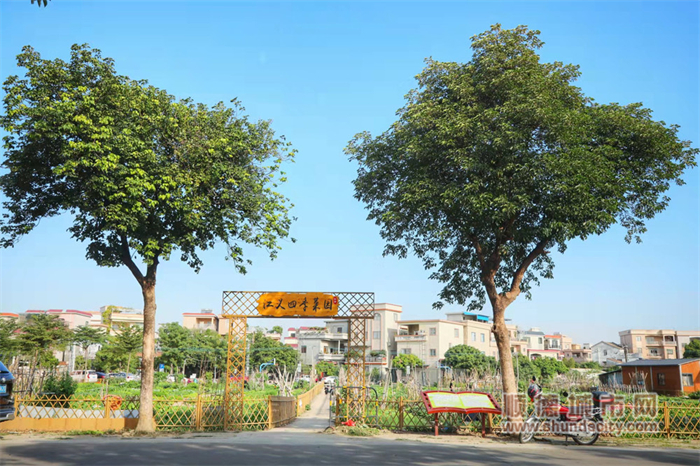 1、“江義四季菜園”已成為成江義村一道亮麗的風景。（順德城市網攝影俱樂部“梁國光”攝）.jpg