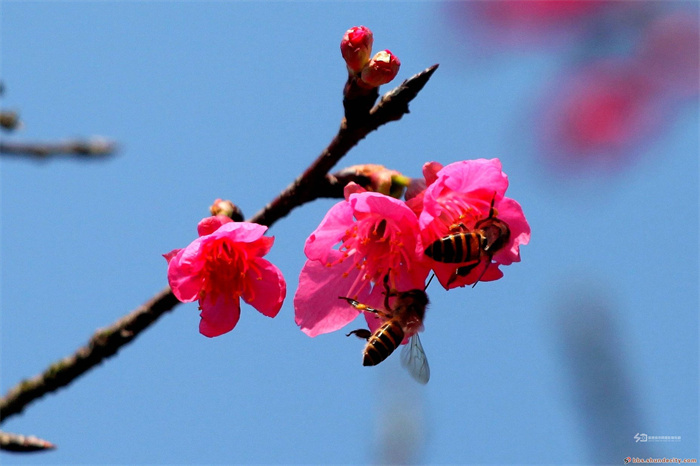 順峰山公園櫻花樹 梁兆權(quán)2、3.jpg