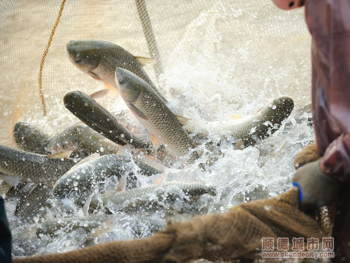 又是一年吃魚(yú)的季節(jié)，這種魚(yú)不知道能否填飽你的胃口？.png
