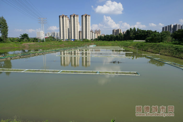 豸浦水產(chǎn)養(yǎng)殖尾水處理項(xiàng)目。.jpg