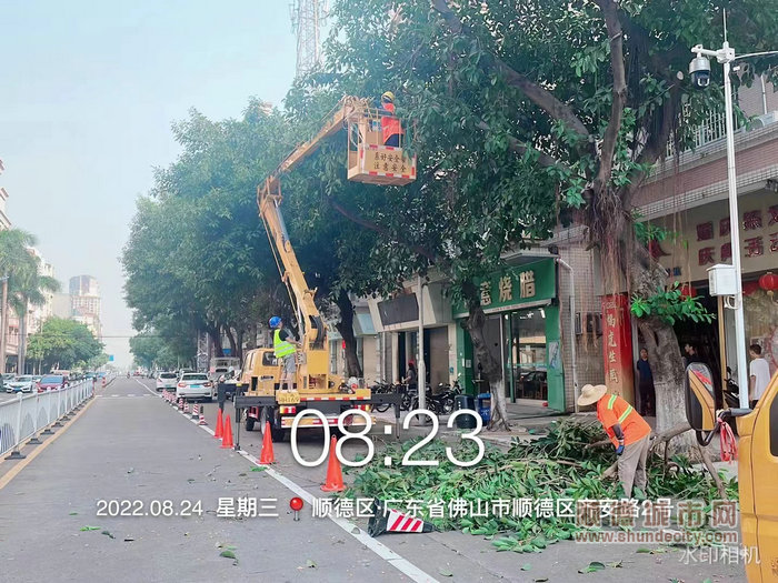 圖片十四：均安執法辦加強路面巡查，恒安路、齊安路、百安路等路段樹木進行修剪，提前做好防風應急工作。.jpg