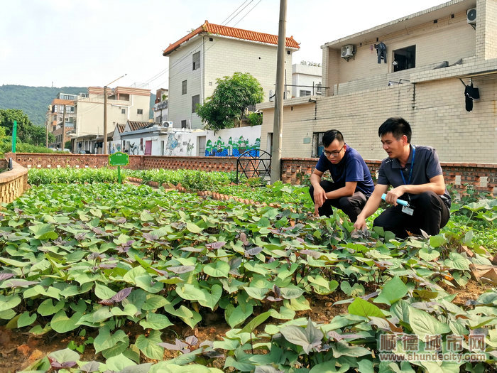 001高錫洪（右）在四小園里查看蔬菜生長情況。.jpg