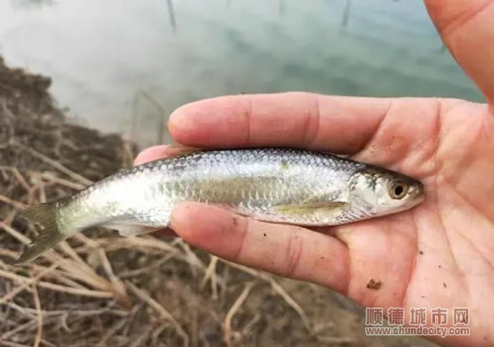 白條魚樣貌。.jpg