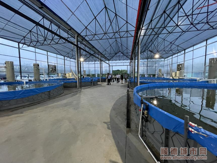 過池養殖+吊水養殖的獨特養殖模式助力高品質均安草鯇。.png