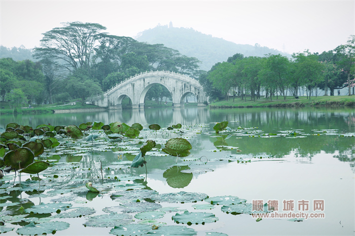 初冬的順峰公園 陽光與鹿8.jpg