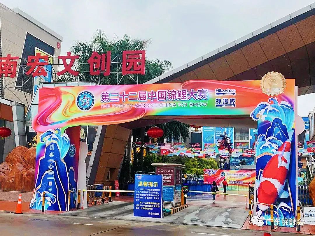 連續8年落戶容桂！第二十二屆中國錦鯉大賽即將開幕