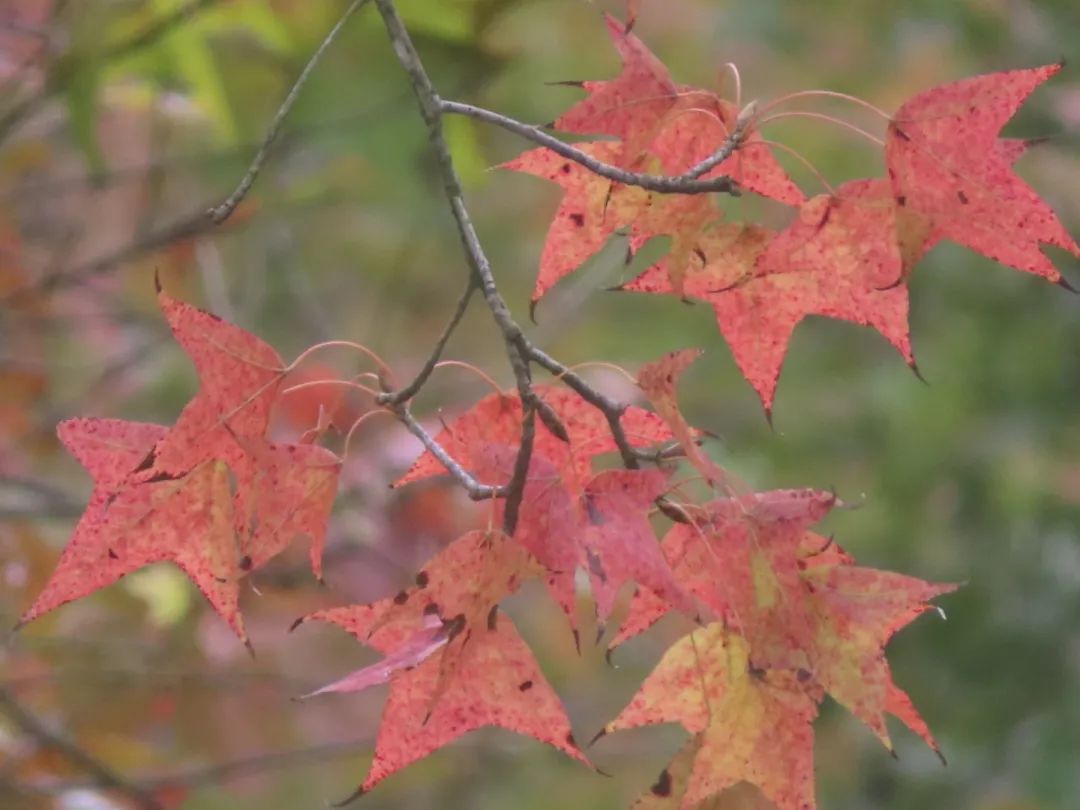 順峰山公園的楓葉悄悄紅了，專屬順德人的秋冬浪漫！