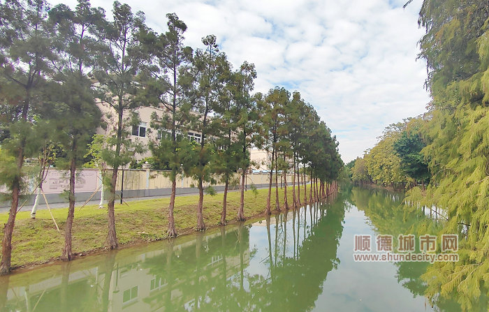 倫教街道烏洲涌糧庫路河段“美岸”提升工程。.jpg