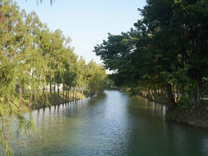 倫教街道烏洲涌涌糧庫路河段景觀。.jpg