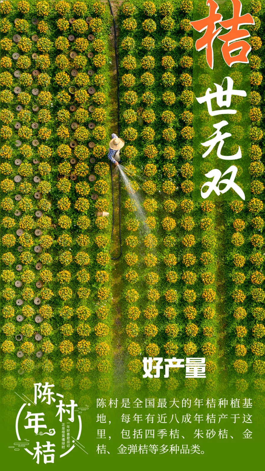 好產量（圖：梁巨鋒）.jpg