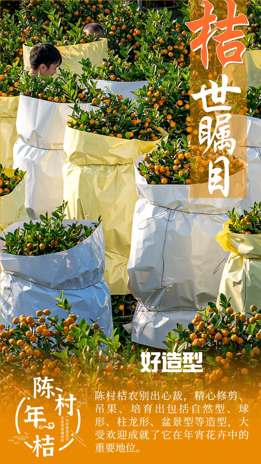 好造型（圖：朱冠敏）.jpg