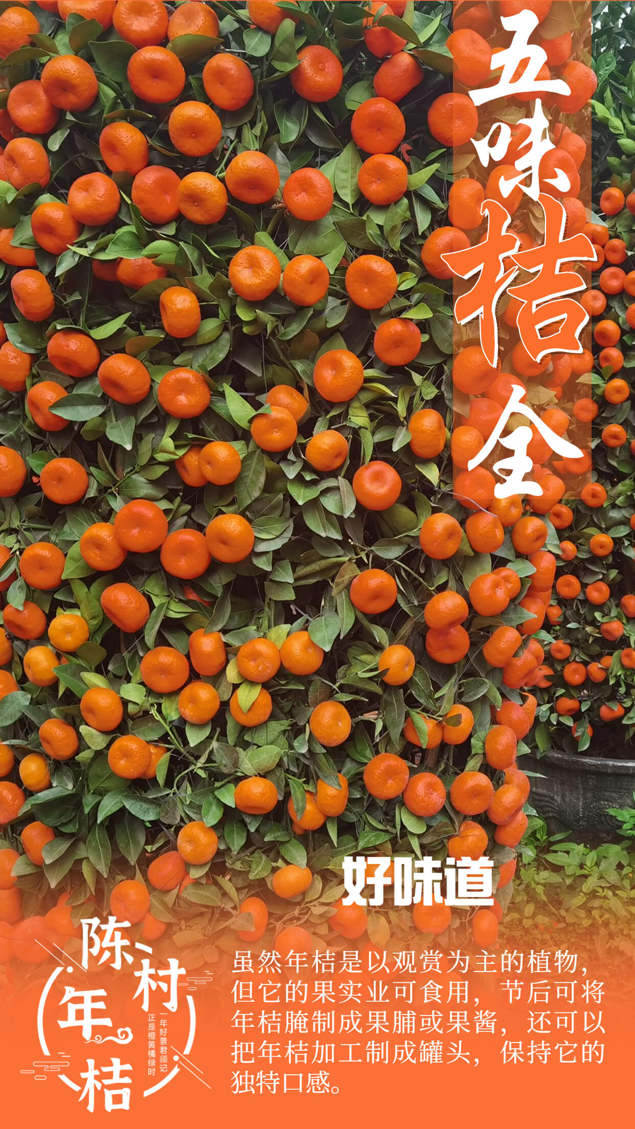 好味道（圖：順德城市網攝影俱樂部“Sandos”）.jpg