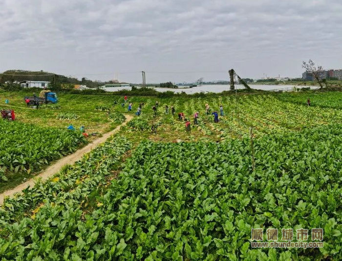 大頭菜農田所在的鵝洋沙，與天湖社區磯頭水閘隔水相望。.jpg