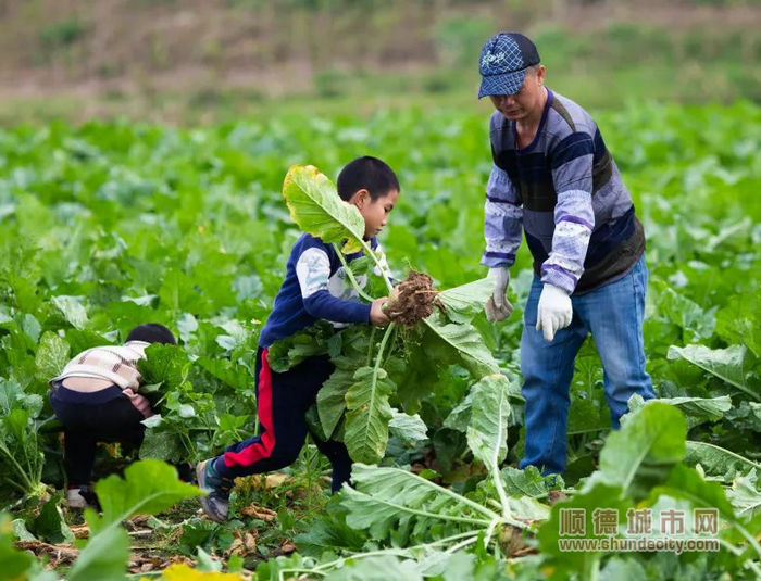農戶正在收割大頭菜。.jpg