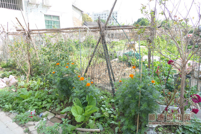 芬姐屋外家的小花園，種滿了可食用的瓜果蔬菜。.jpg