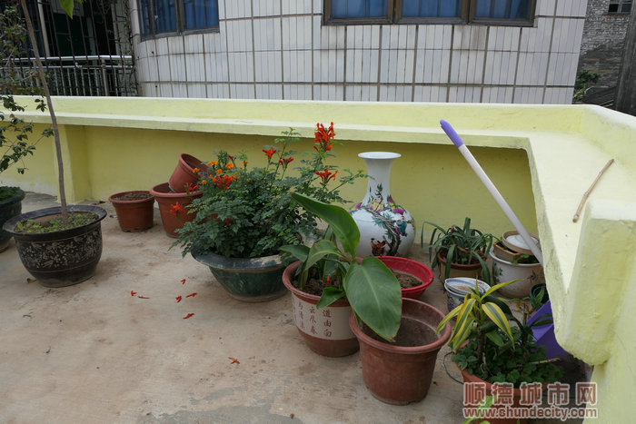種植花草是嫻姨最大的興趣愛好。.jpg