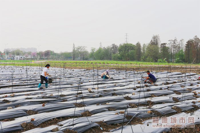 農(nóng)民在耕地恢復(fù)地塊為種下的紅薯施肥。.png