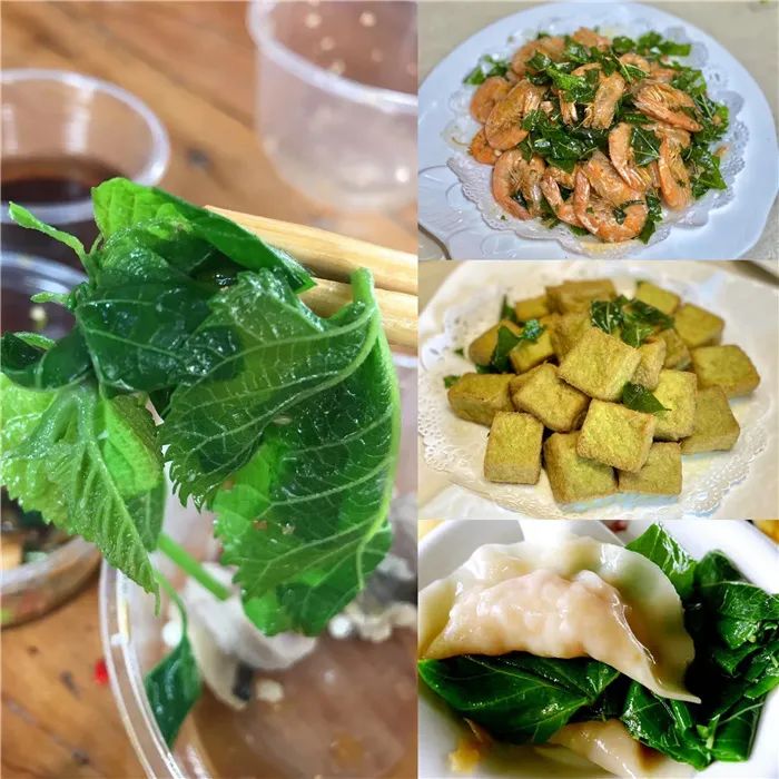 桑葉.jpg