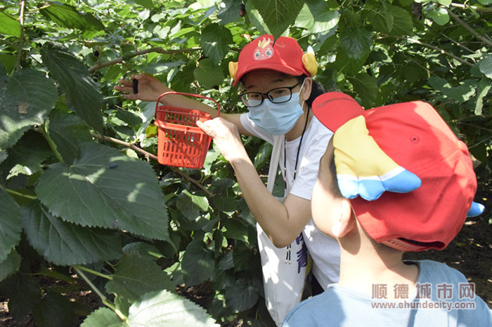 桑果園里，一大一小互幫互助，一起采摘美味的桑葚.jpg