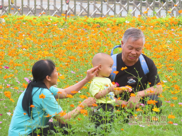 20230424 烏洲水閘 花 老牛2.jpg