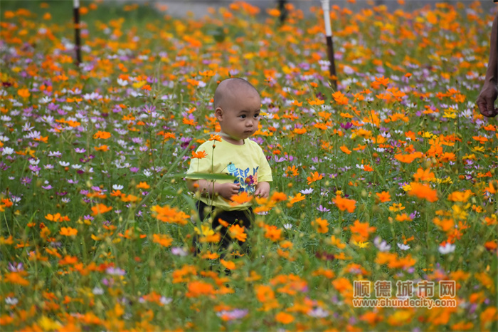 20230424 烏洲水閘 花 老牛5.jpg